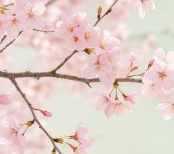 日子就这样一天天走过，风依旧柔软，云依旧悠闲，无尽夏依旧绽放。我渐渐明白，生活最