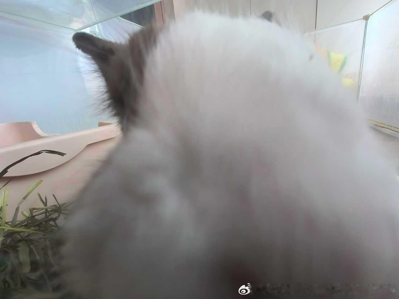 14289🐇【兔】可以闻出谁智商低 