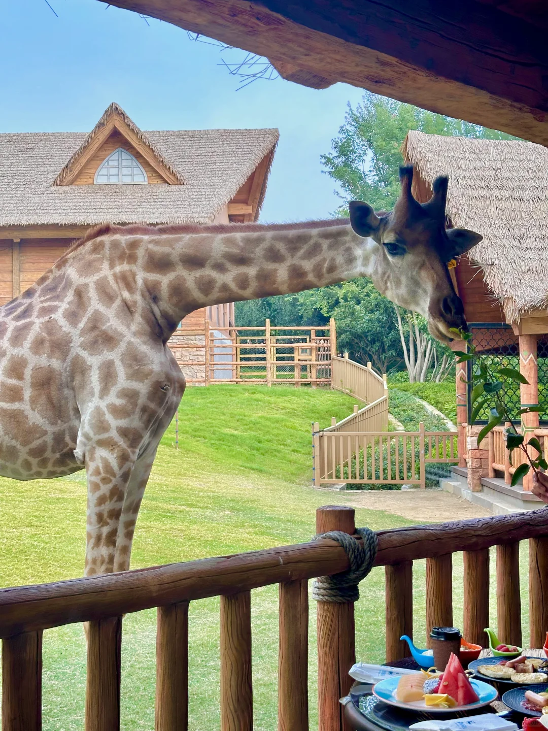 高铁直达🦒现实版疯狂动物王国2日游攻略