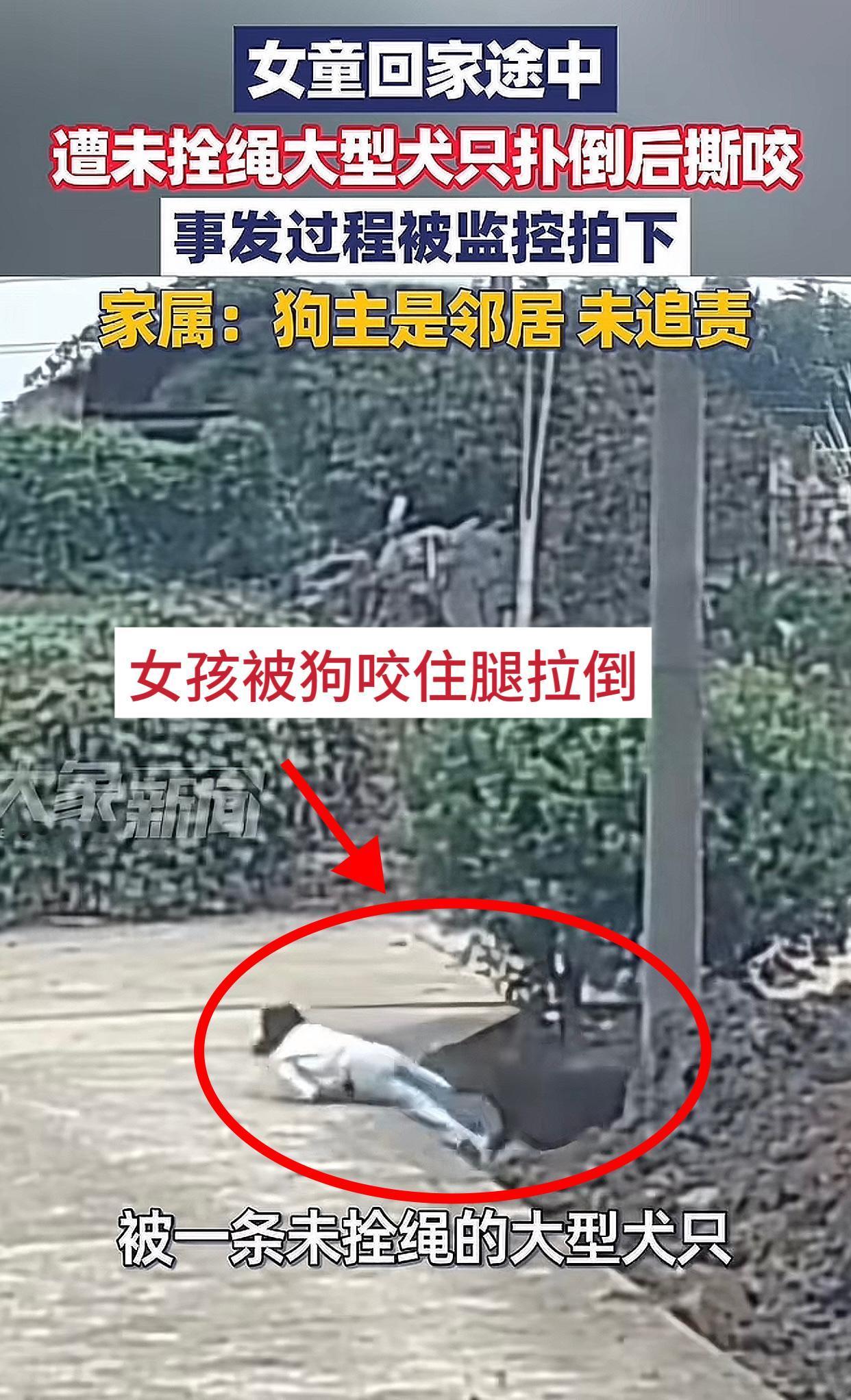 人打伤流浪狗：强烈谴责这是对动物不公！
未拴绳狗咬人：这些鸡毛蒜皮的也算新闻？