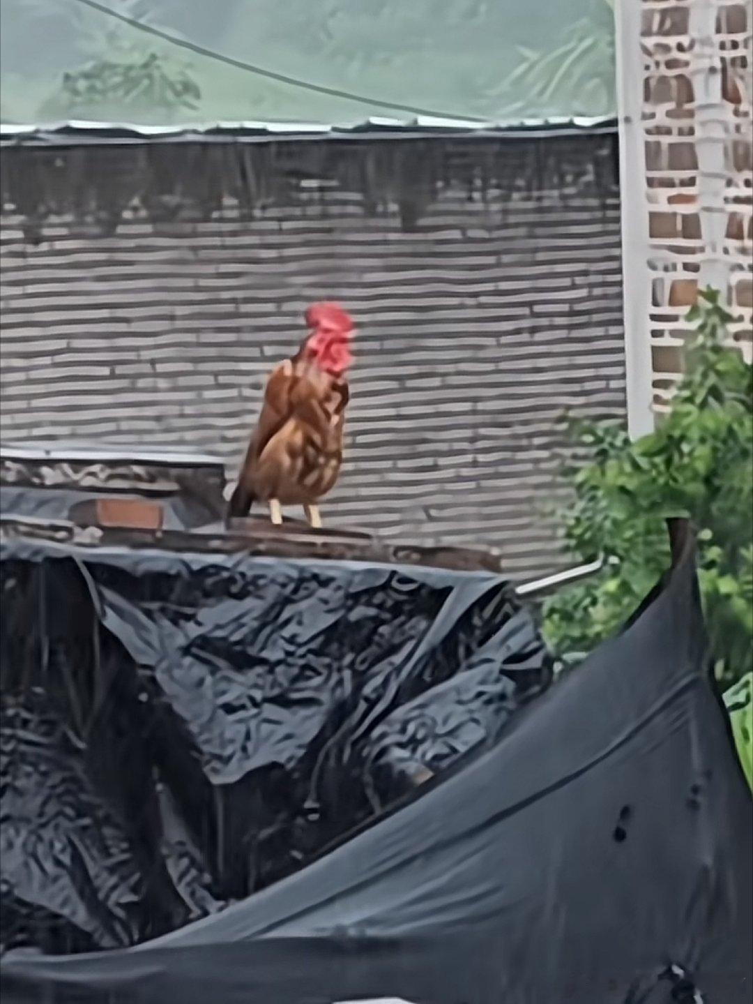 3339无法飞翔的翅膀，还有存在的意义吗？ 