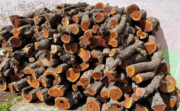 为什么枣木不能当柴烧？一位60岁的护林员告诉我，大部分树木死后都能当柴火烧，唯独