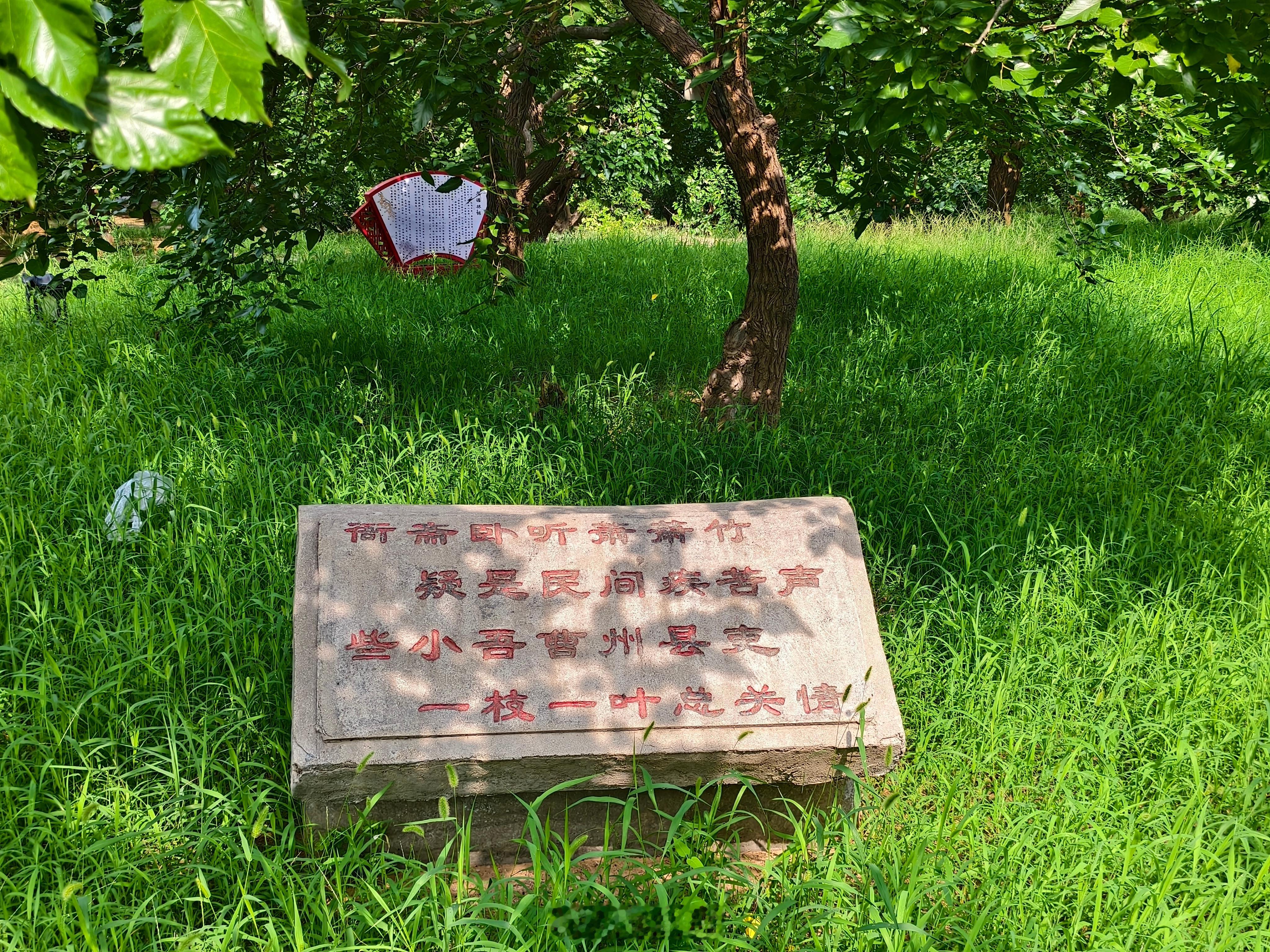 曲阜师范大学社会实践【探寻桑林万物生机，守护生态多样之美——黄河桑源守护实践队开