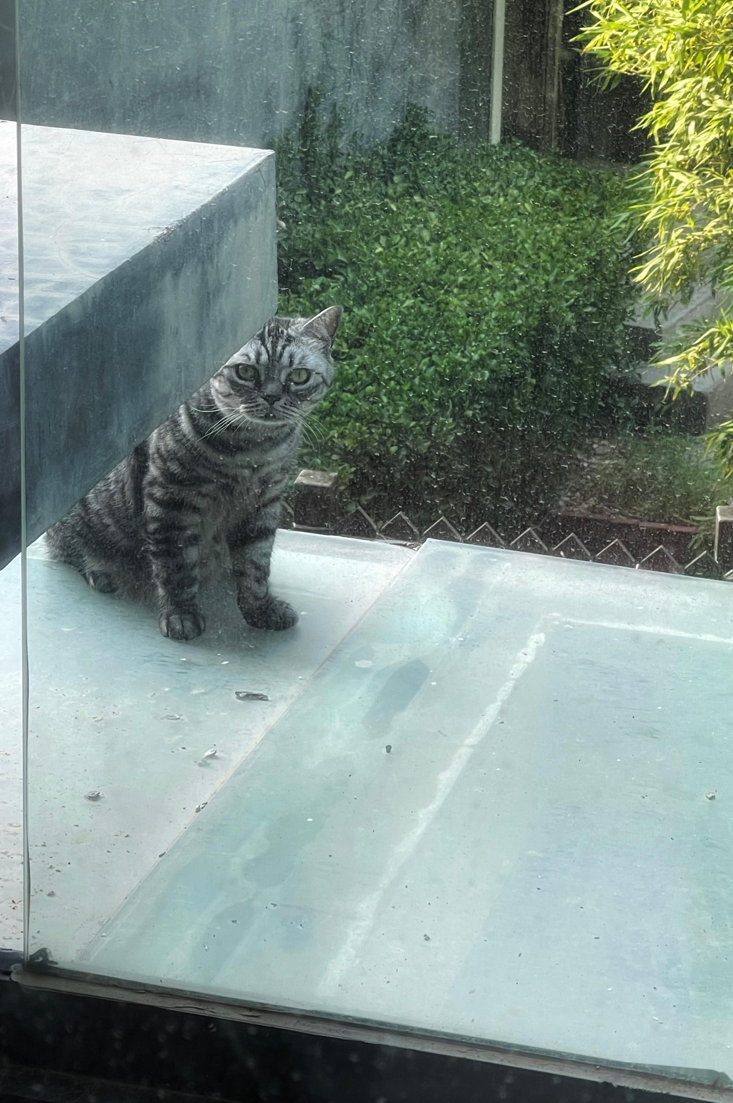 今天的日常[微风][微风][微风]①早起邻居家的猫咪过来玩②给自己做了一杯香浓的