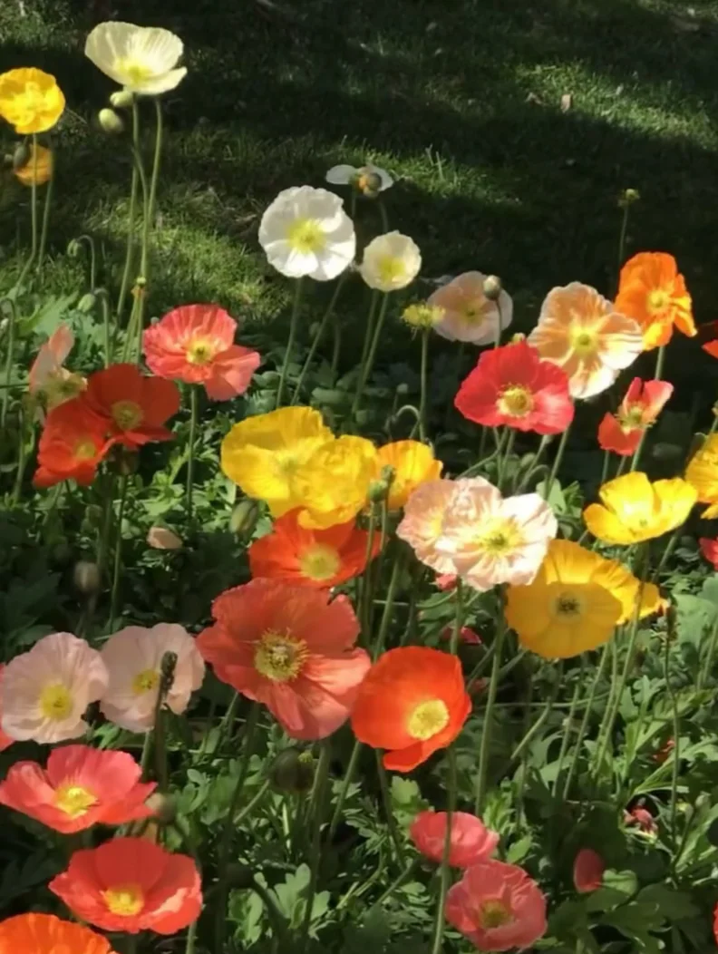 快来，看花海！🌸