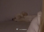 前面還在火熱剪刀石頭布 後面在睡覺 ​​​