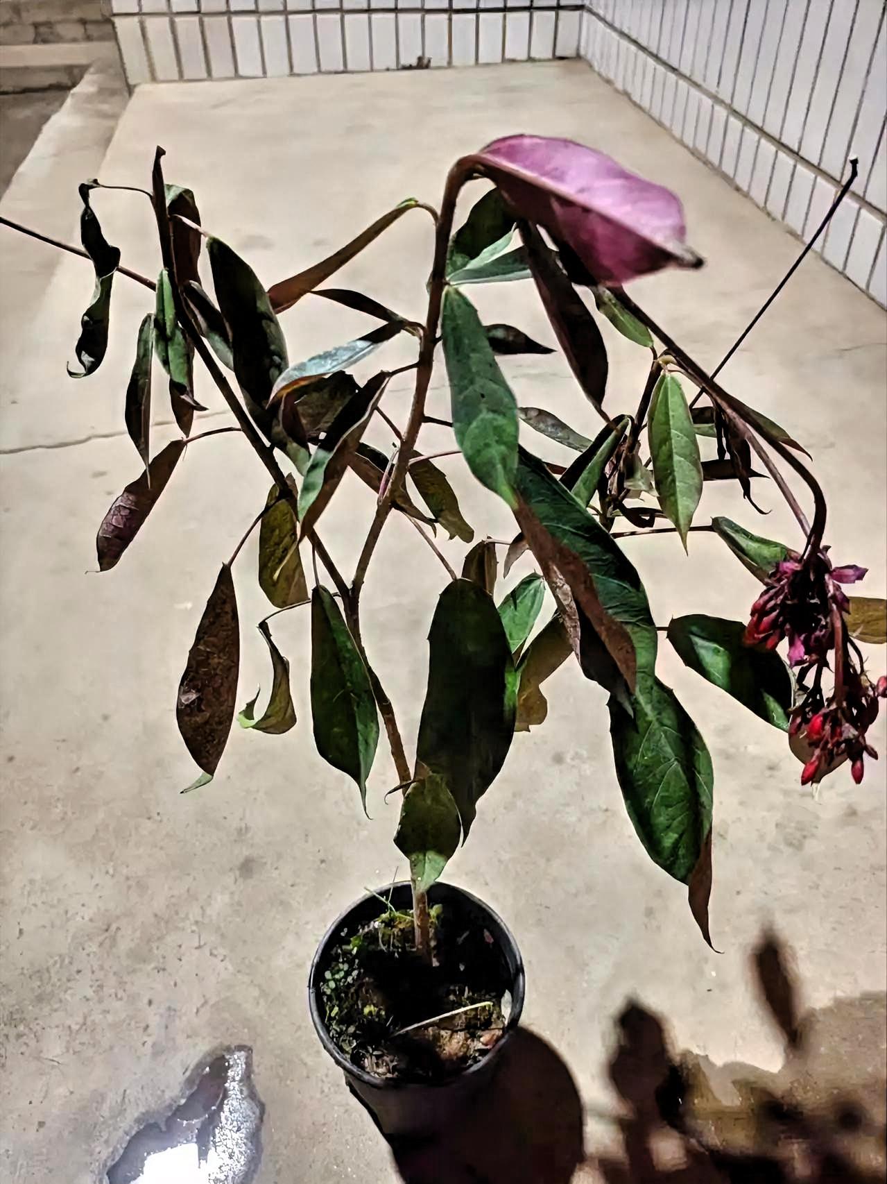 这盆植物看着就很有劲儿，叶子正面是深绿，背面透着紫红，枝桠上还挂着一串红得发亮的