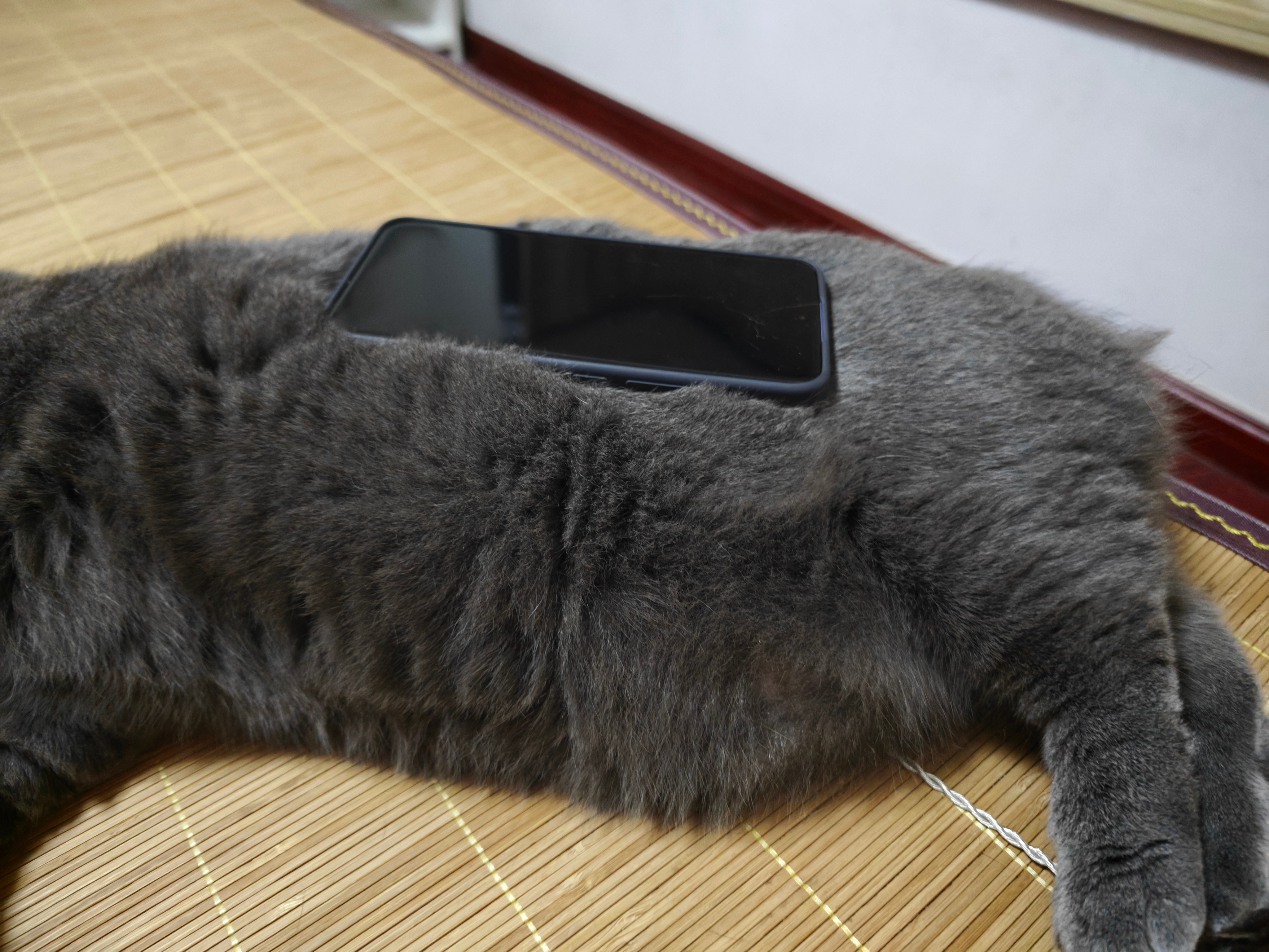 小猫堆堆乐挑战，猫没意见 ​​​