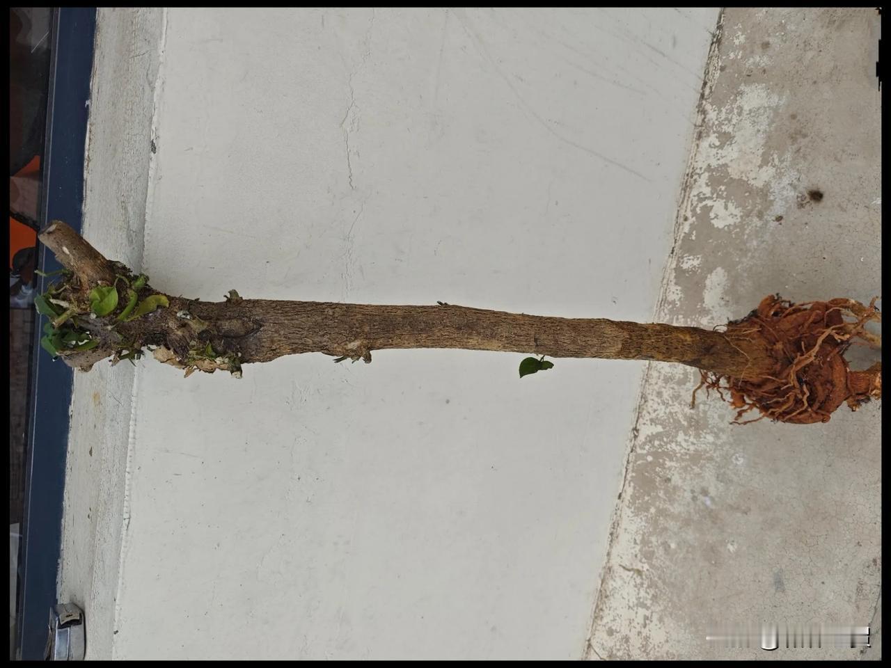 三角梅生桩，这算是活了吗？
友人送的云南紫三角梅生桩，上盆至今已一个多月，它的头