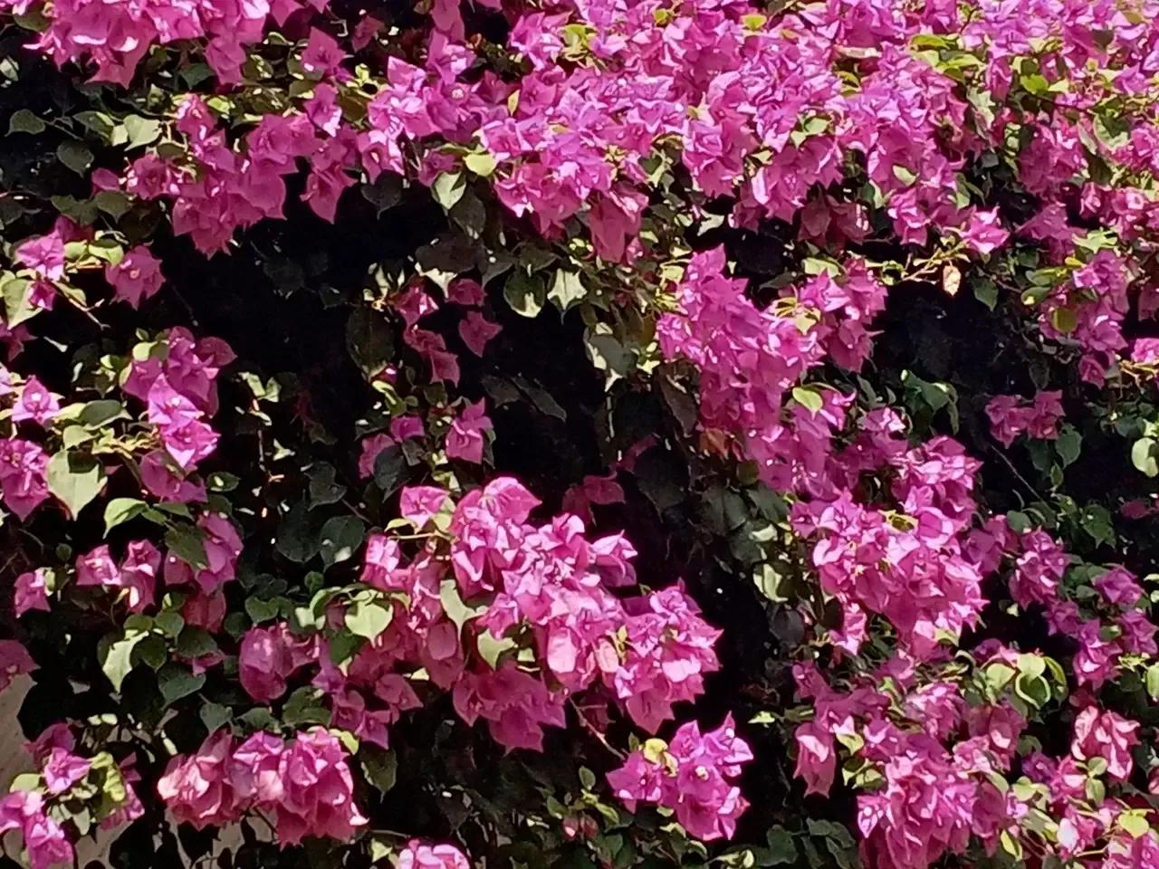 #随拍三角梅花朵美图分享#
三角梅也叫簕杜鹃，是深圳市的市花，在深圳到处可见，以