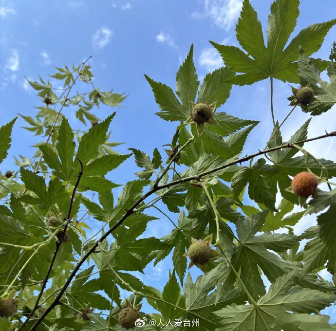 山间零嘴覆盆子变成台州村民富盆子 近日，台州天台，5月初的泳溪迎来农忙时刻，漫山