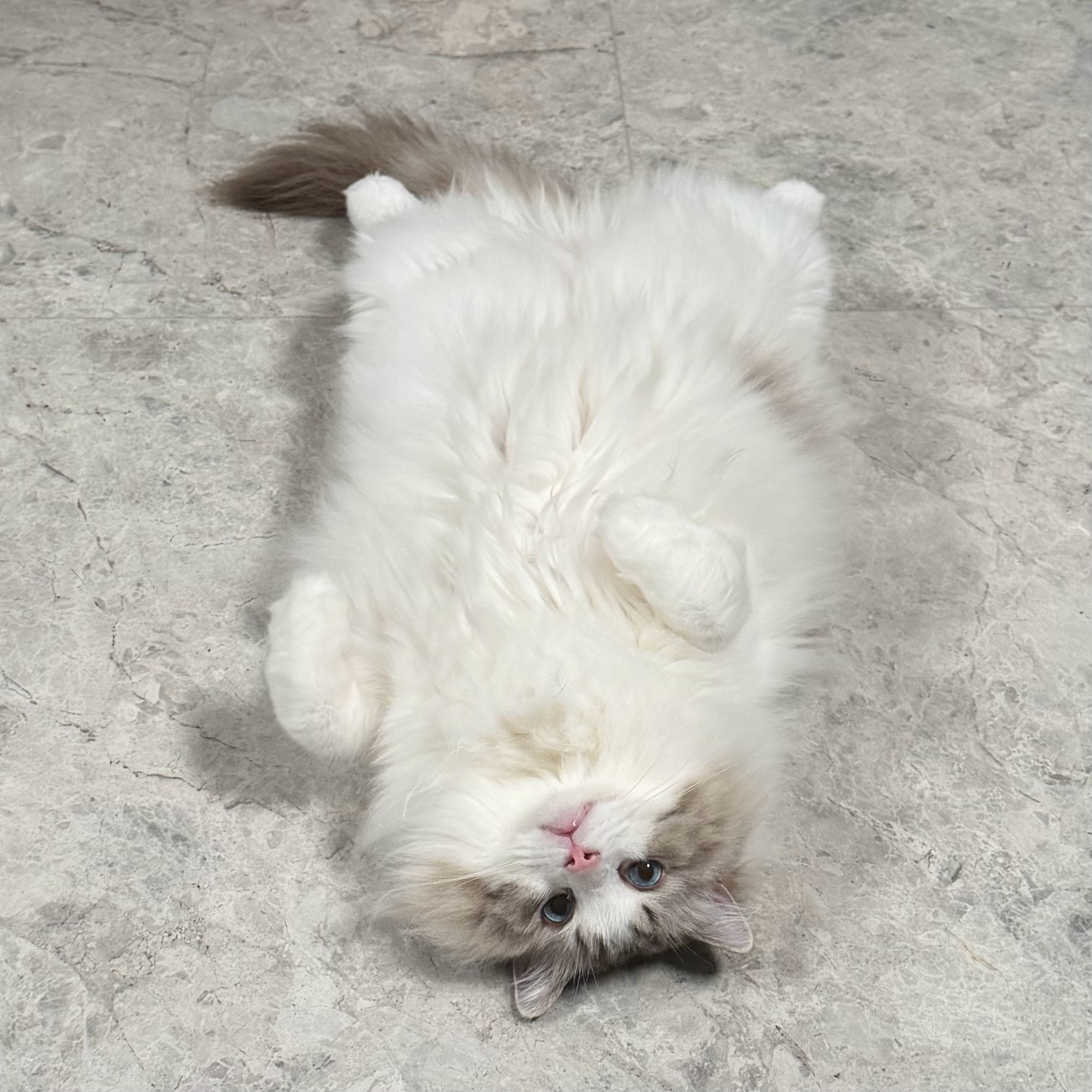 妈咪看我 