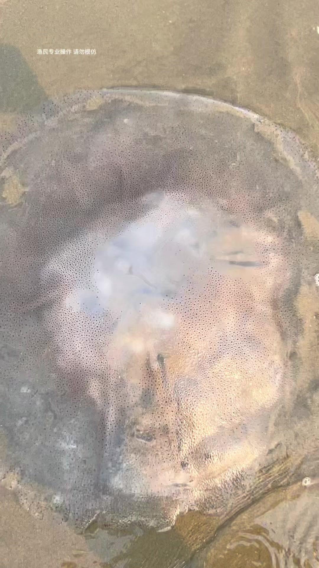 海边捡到的海蜇可不能直接碰！它全身95%都是水，离开海水会迅速自溶成水。想要吃到