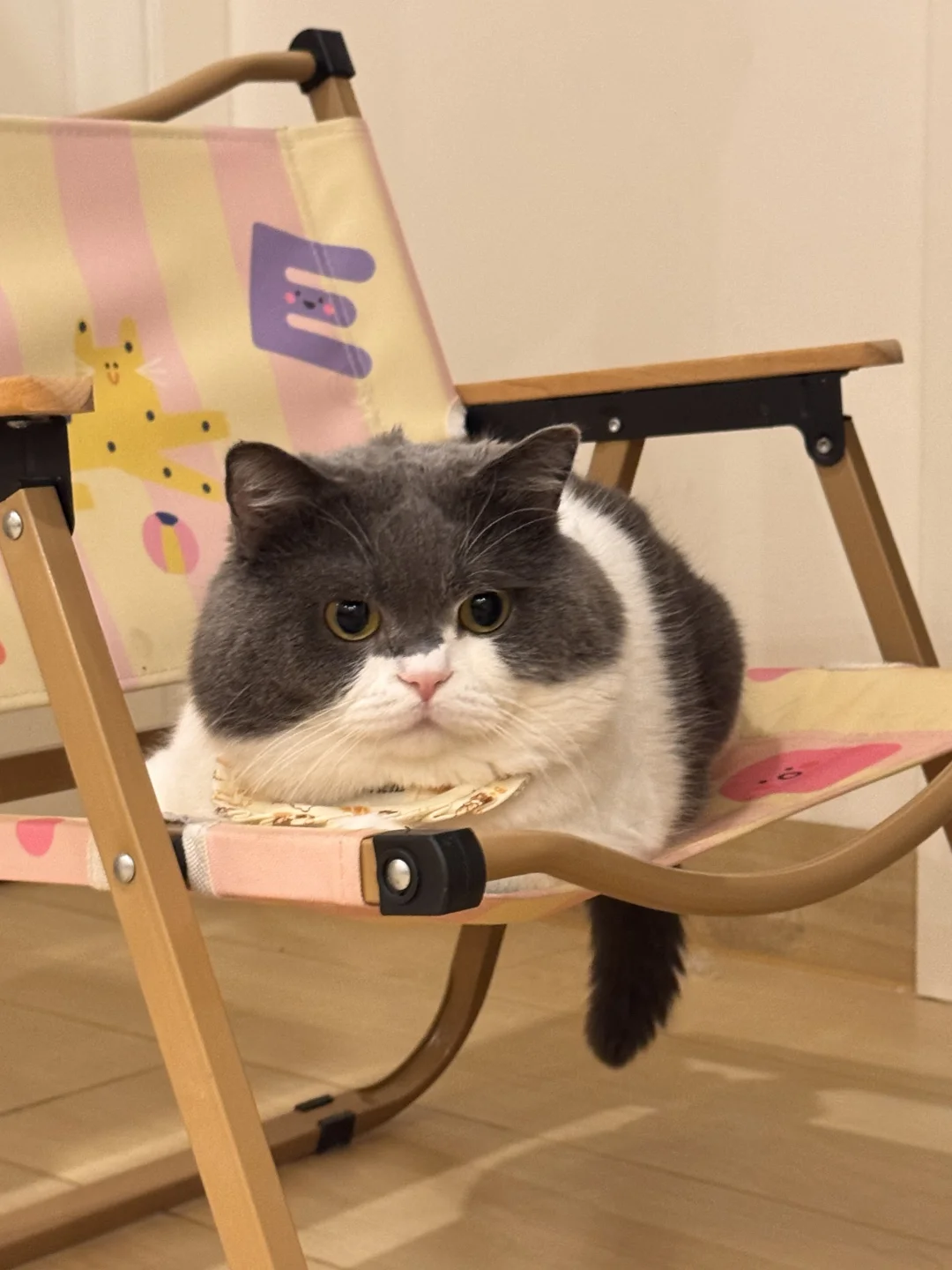 有这样的小猫，你今晚几点回家呢~