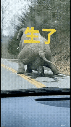 天呐，大象生崽像拉屎一样顺溜。
公路上，一头大象正在产崽，只见它转了几圈后，两只