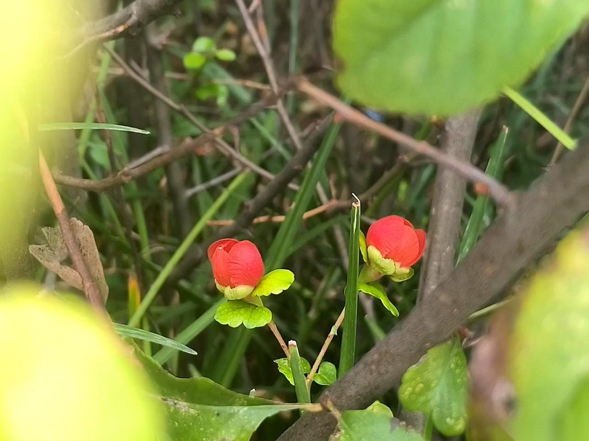 今天看见一幕，心里咯噔一下。
一朵本该在春天开的花，在深秋的冷风里，开了。开得那
