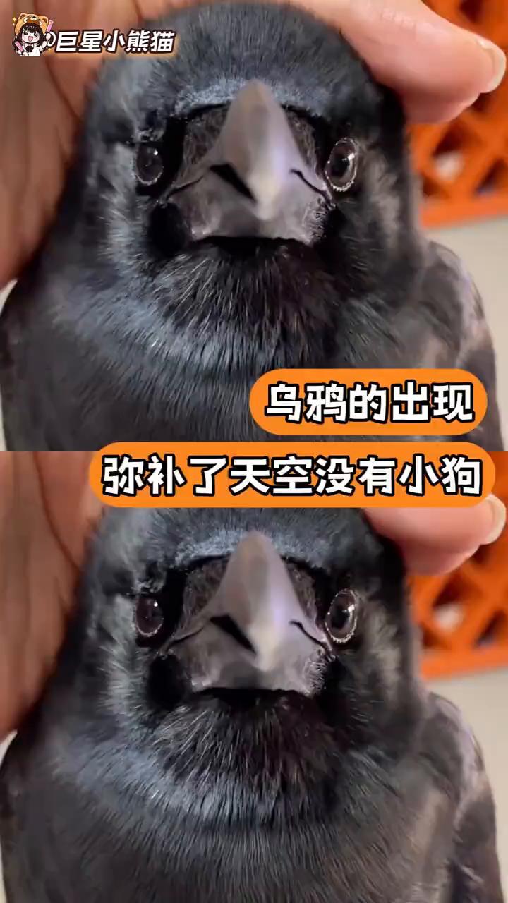 乌鸦的出现弥补了天空没有小狗。
巨星小熊猫。
它们甚至为了照顾你都是走路去的。几