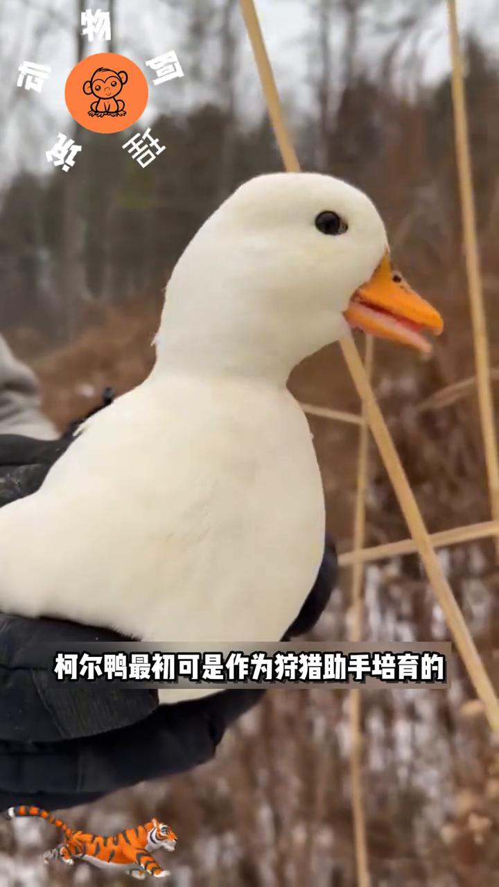 柯尔鸭是世界上体型最小的鸭子品种之一，它们身形娇小圆润，哪怕完全成年后看起来依然