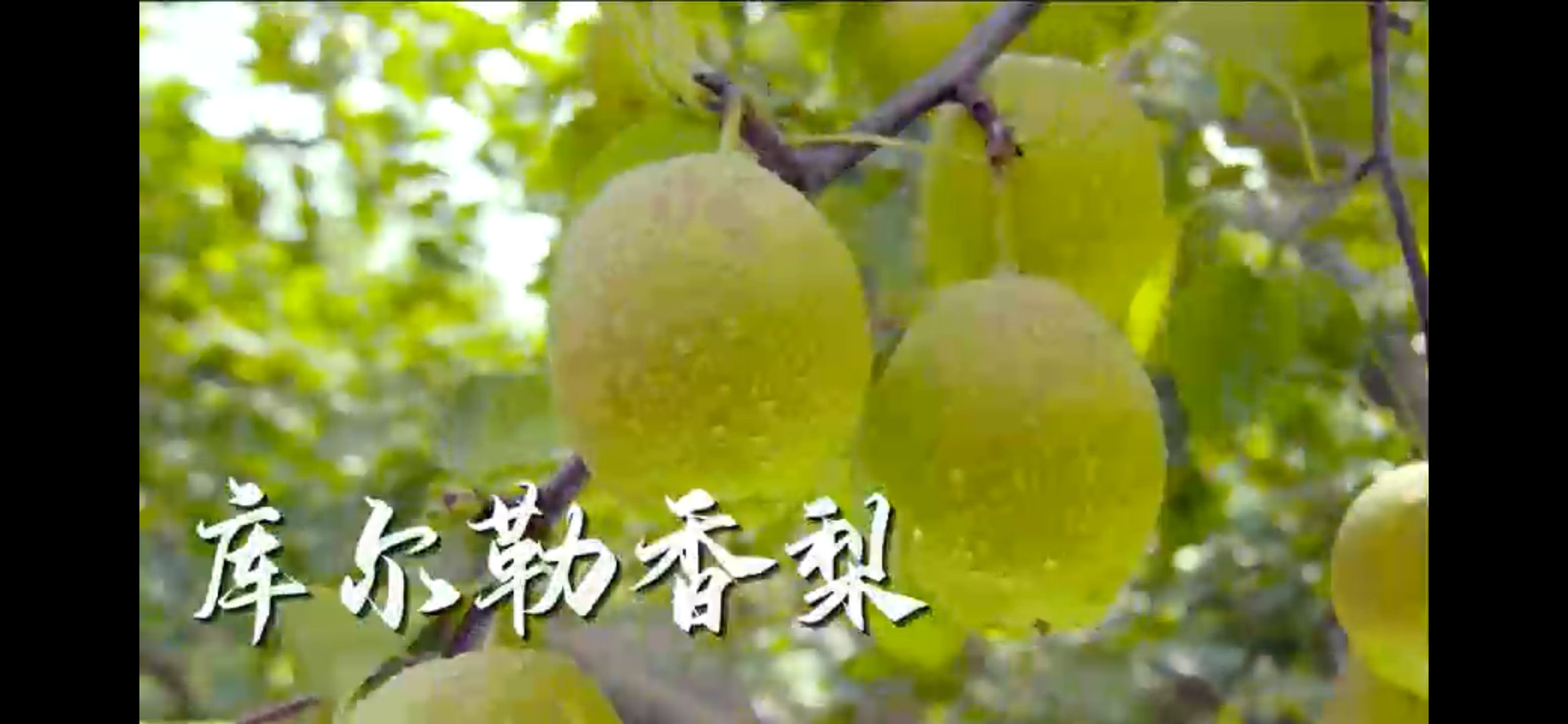 #新疆巴州我的下一个赛博家乡##去过新疆巴州的嘴都这么严吗#不本来就对新疆的草原