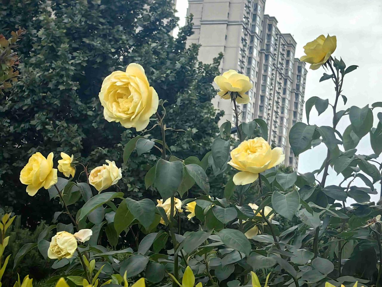 我的今日状态：💪🏻充满干劲
我这里的天气：🌧下雨