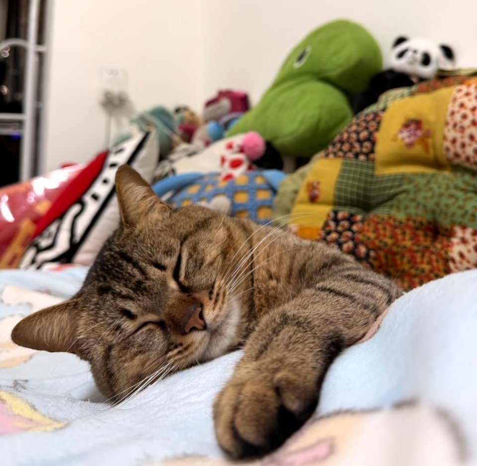 萌宠 腿麻了，但动都不敢动 