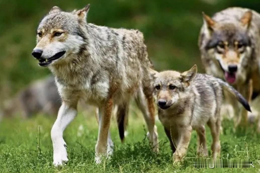 开车时遇到狼群，躲在车里就可高枕无忧吗？一位经常辗转川藏线的老司机说：“90%的