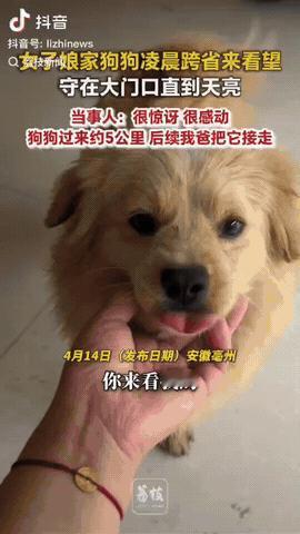 安徽，一女子娘家的狗狗凌晨跨省来看望她，狗狗在门口从凌晨等到天亮，终于等到女子开