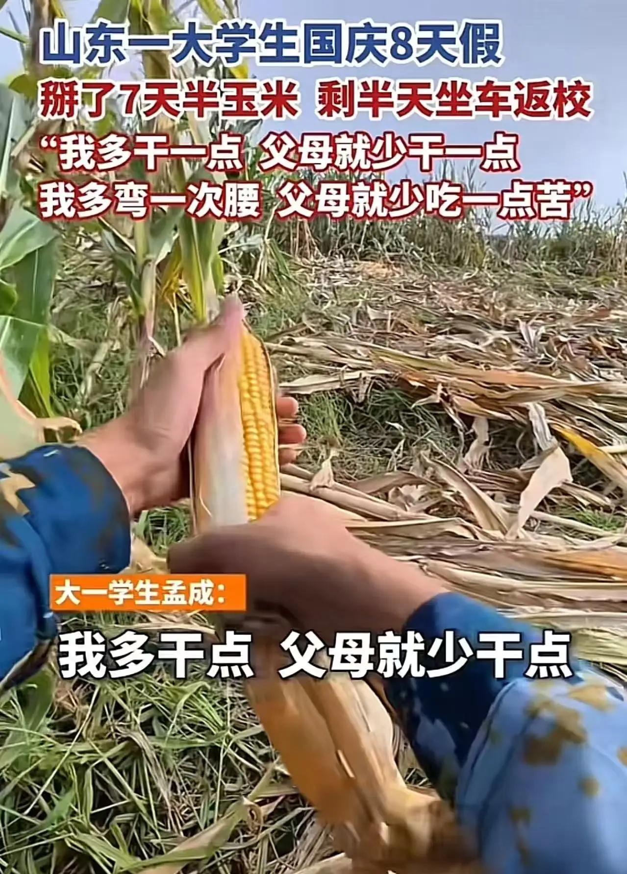 这个山东大学生火了！山东，男孩国庆8天假，掰了7天半玉米，剩半天坐车返校！他说：