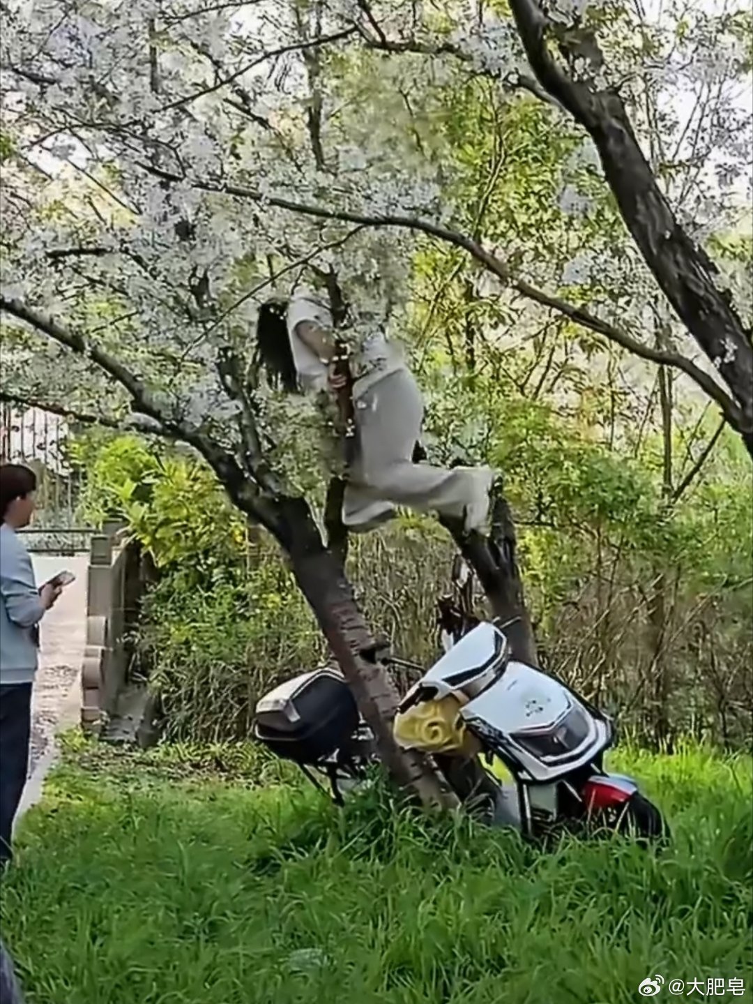 上海女子爬树压塌20年樱花树 这棵樱花树20年了，一棵老树，被一个女的直接给压塌