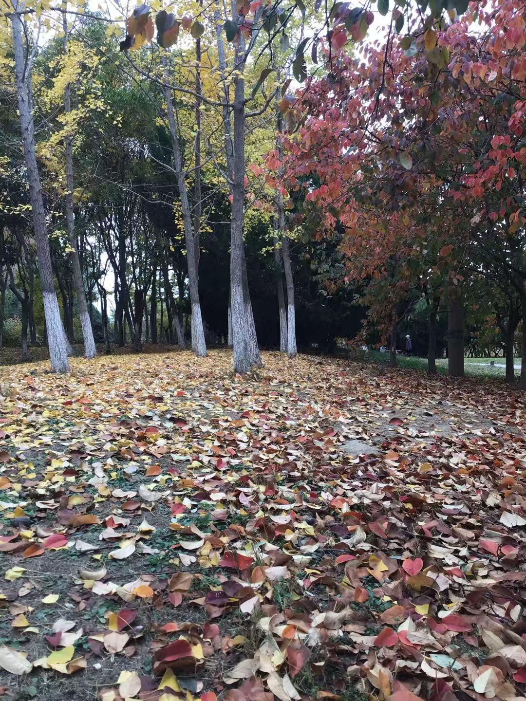 一叶落而知天下秋