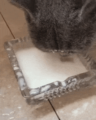 猫猫：如何通过吃相来阻止别人抢食 ​​​