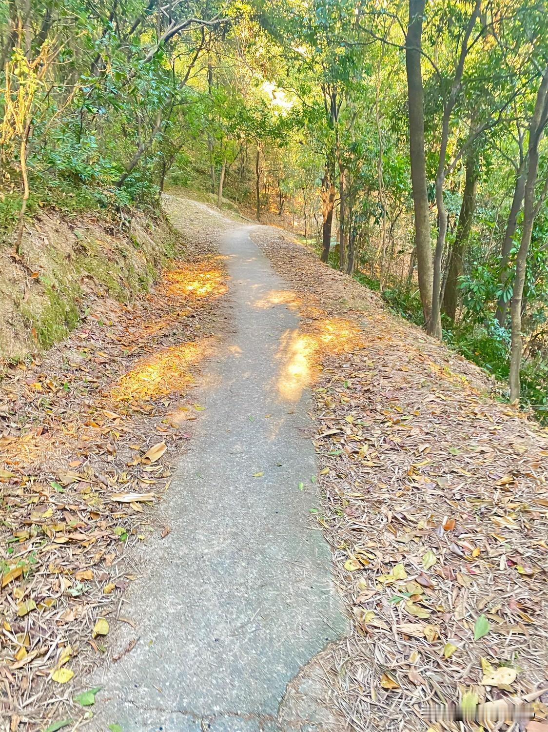 分享一张爬山的美景空了就该来山里走走！你看这山间小道，两侧全是黄灿灿的树叶，脚踩
