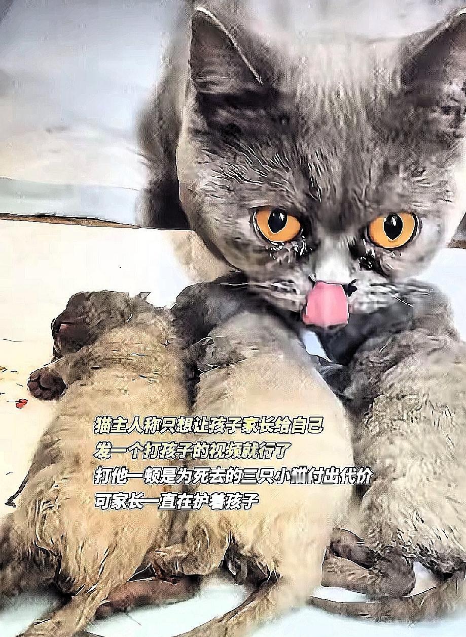 真相终于浮出水面，让人震惊的是，摔小猫的6岁男孩竟是女子的外甥。他当着猫妈妈的面