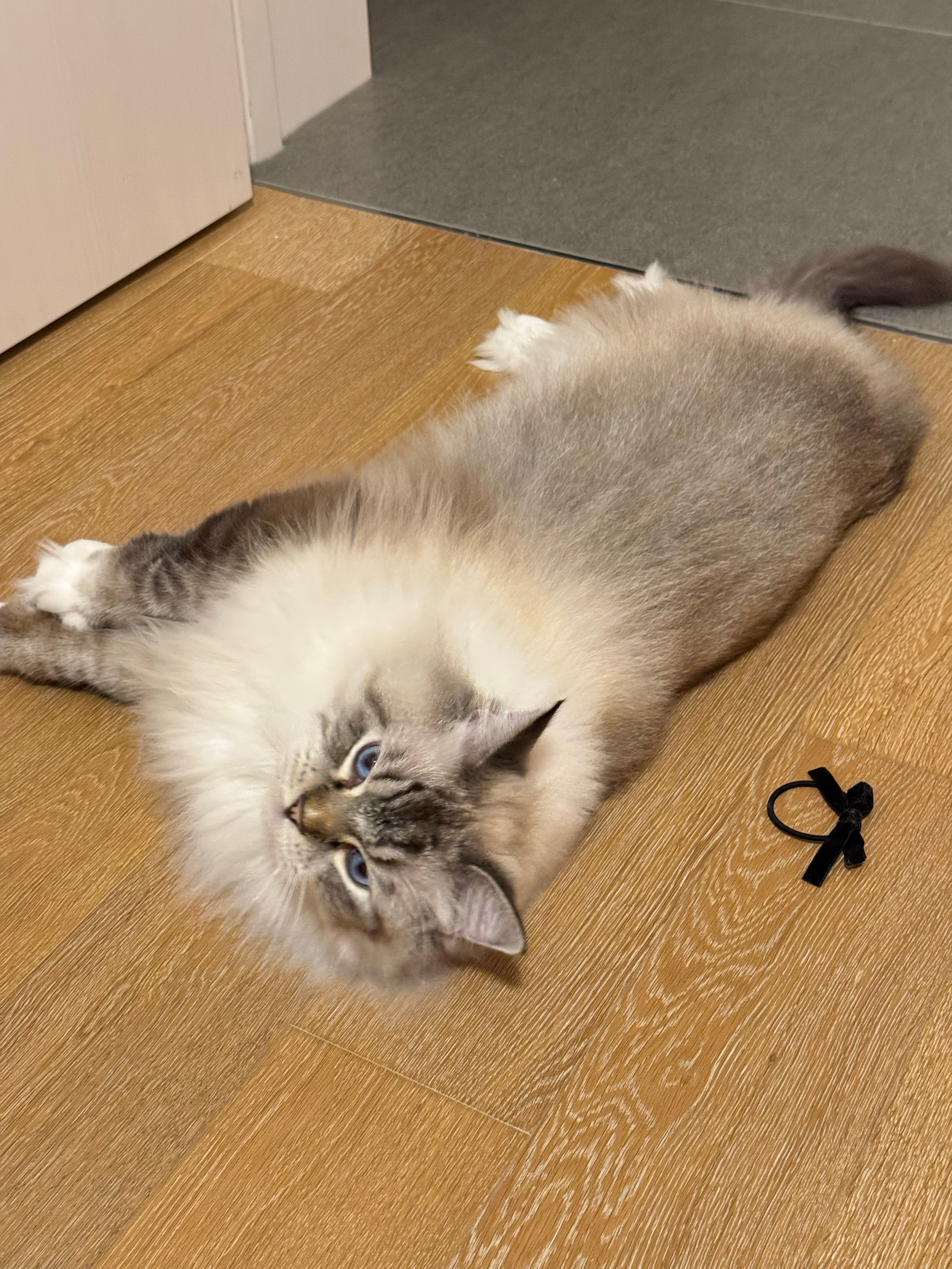 吃魔芋爽被小猫偷袭！原来小猫以为我在拆猫条，闻了闻悻悻离开[哆啦A梦花心] 