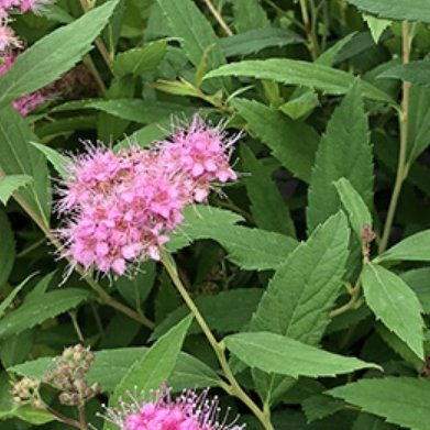 粉花绣线菊（低矮灌木，庭院盆栽均可）种植方法1.土壤：普通园土就行，混入少量腐叶