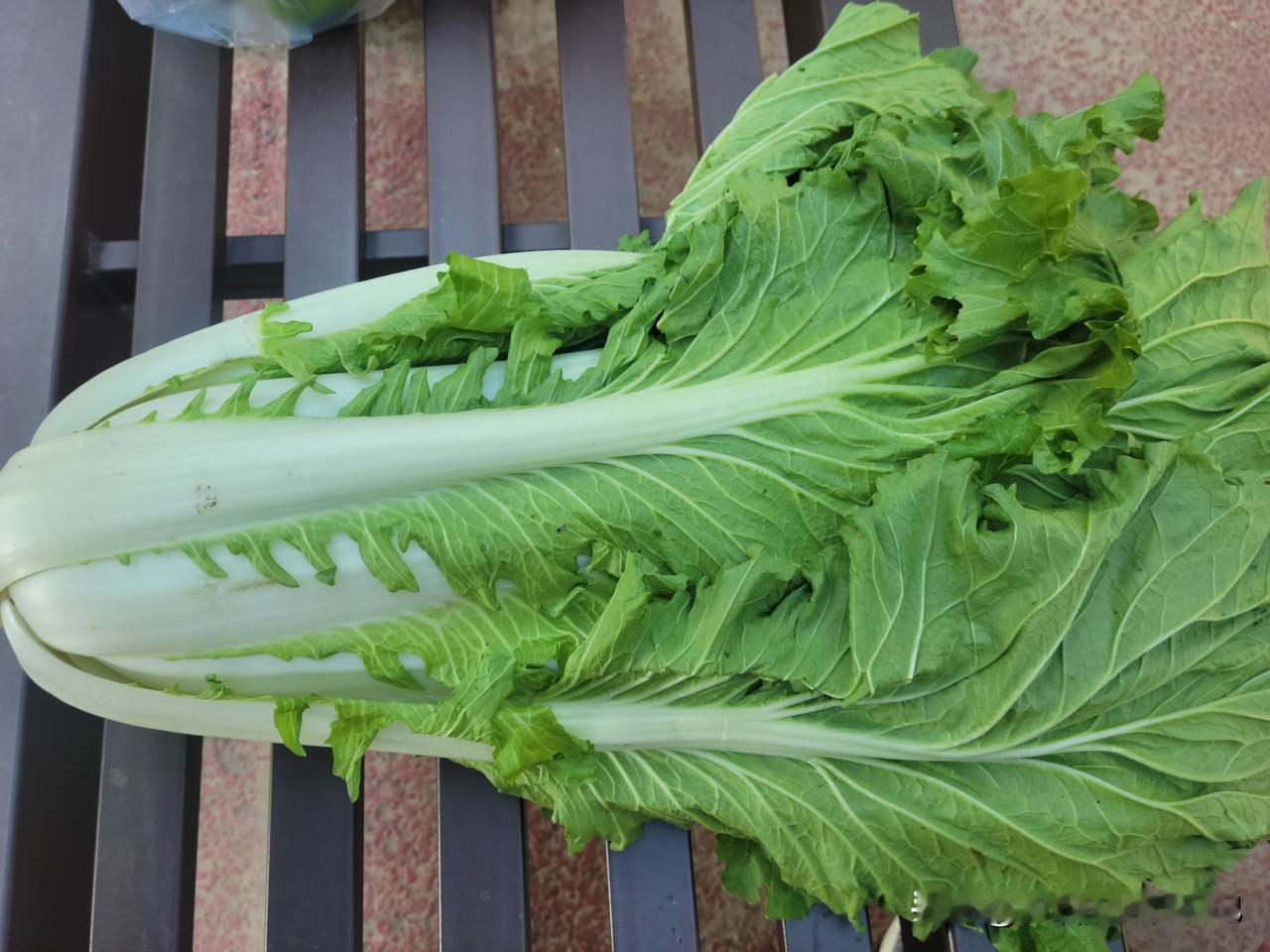 今早去了早市，买回能吃两天的绿色蔬菜。一颗大白菜是本地产的，带着泥土带着虫眼，这