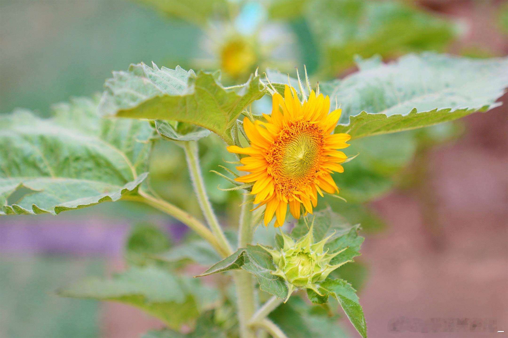 向日葵🌻终于开花啦~ 