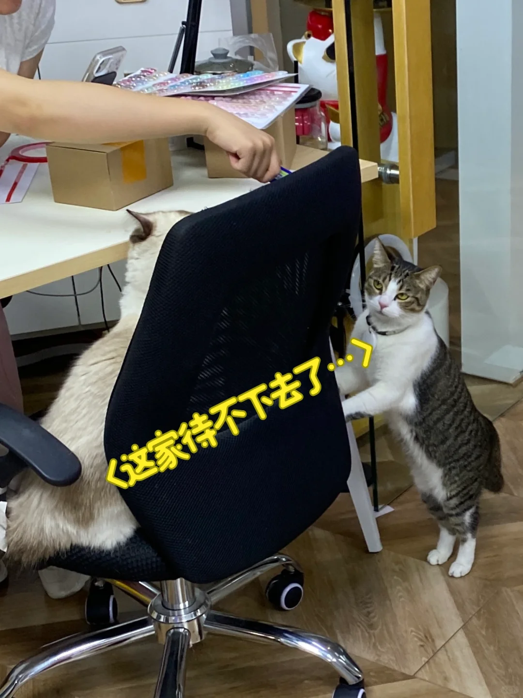 老板家太子来了[捂脸R]员工七靠边站