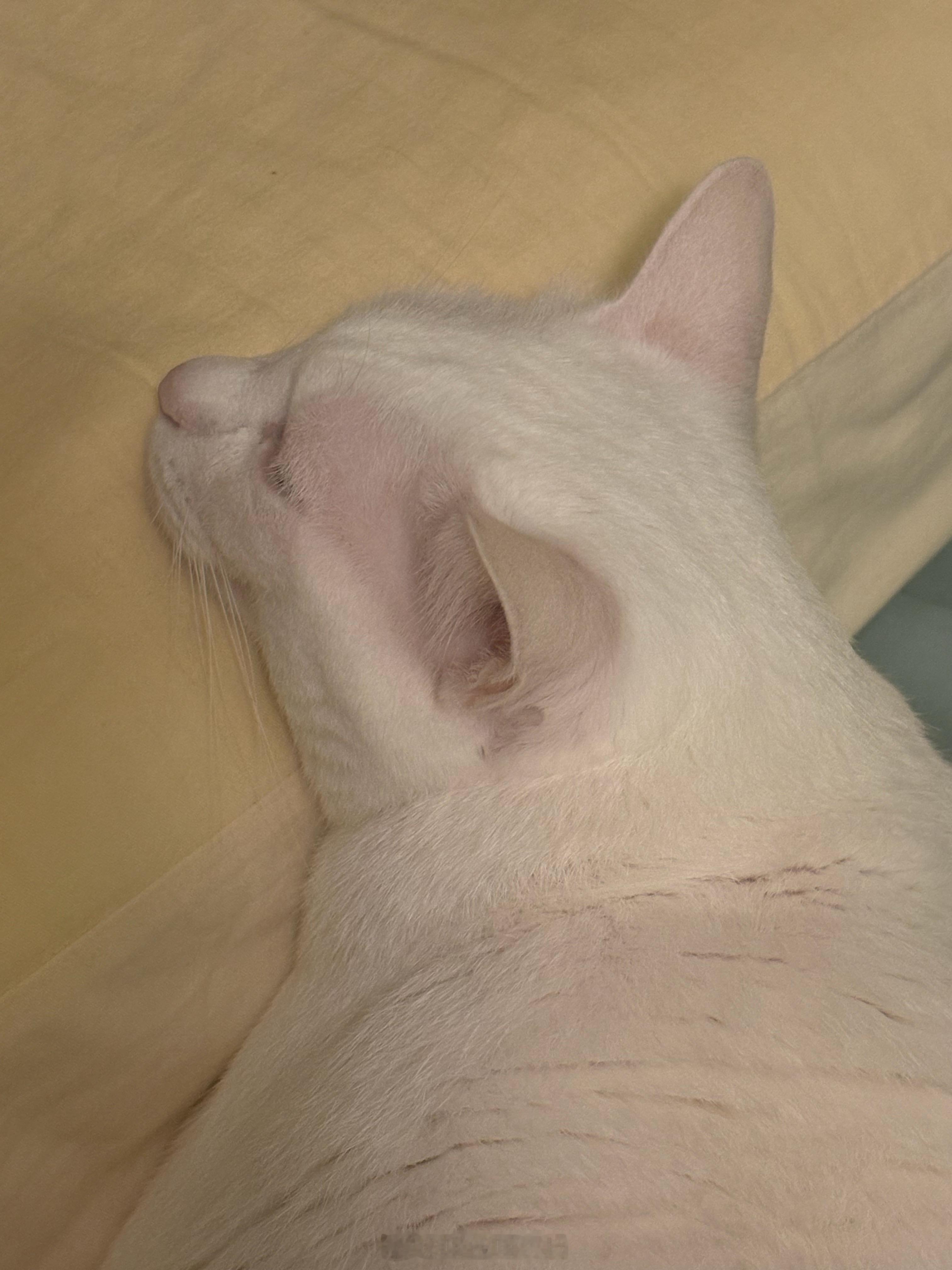 我让家猪往东它偏要往西 能不能像人家那么听话😡 