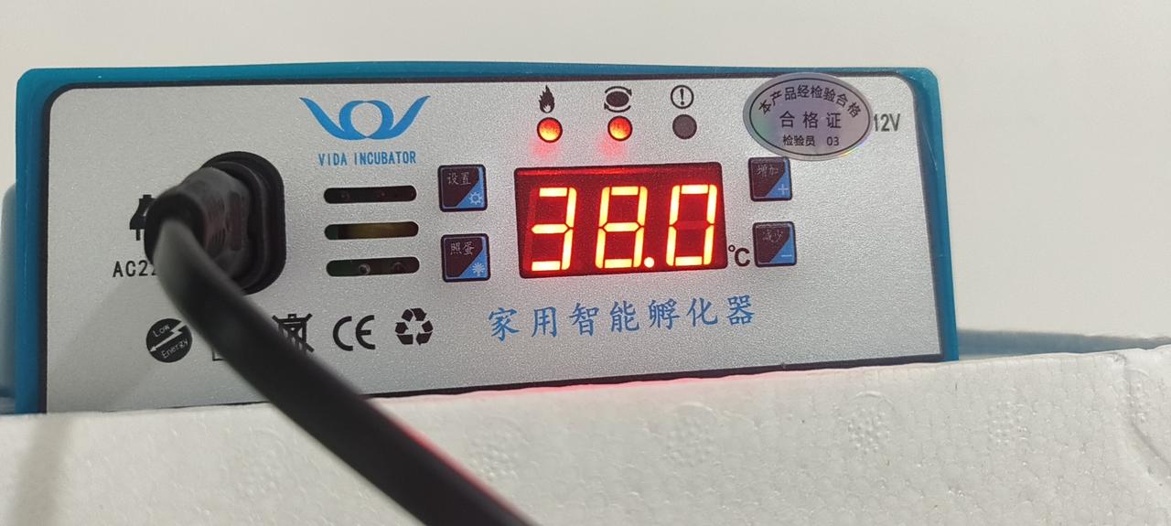 男人婆……昨天突然心血来潮想孵鸡，瞧看着养的那几只鸡挺爱下蛋，便想着用它们的蛋再