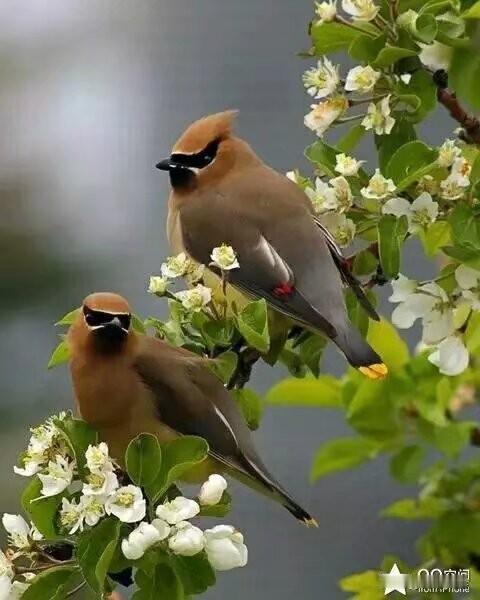 上联：冬去山明水秀，
下联：春来鸟语花香。