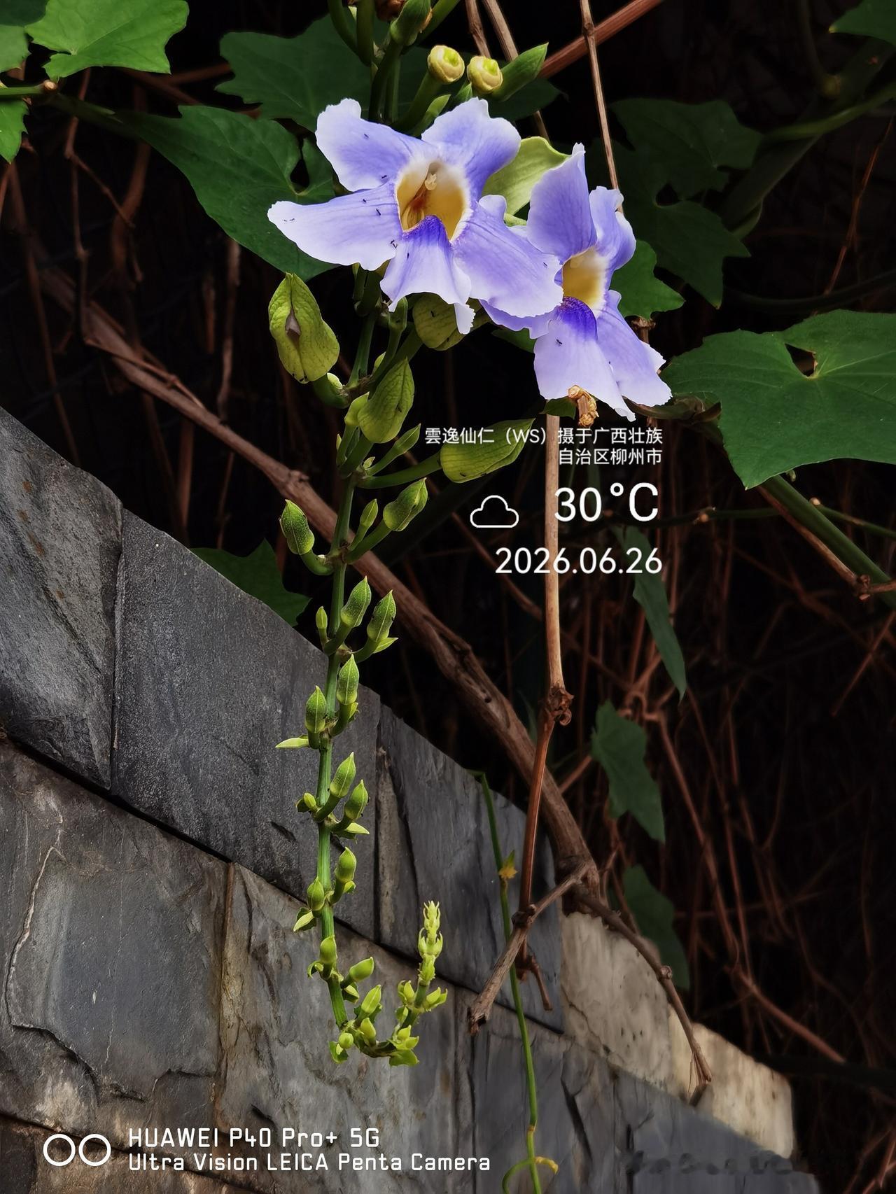 月居生活记录（10015）广西壮族自治区柳州市（52）花儿随拍7：野牵牛、晨光。