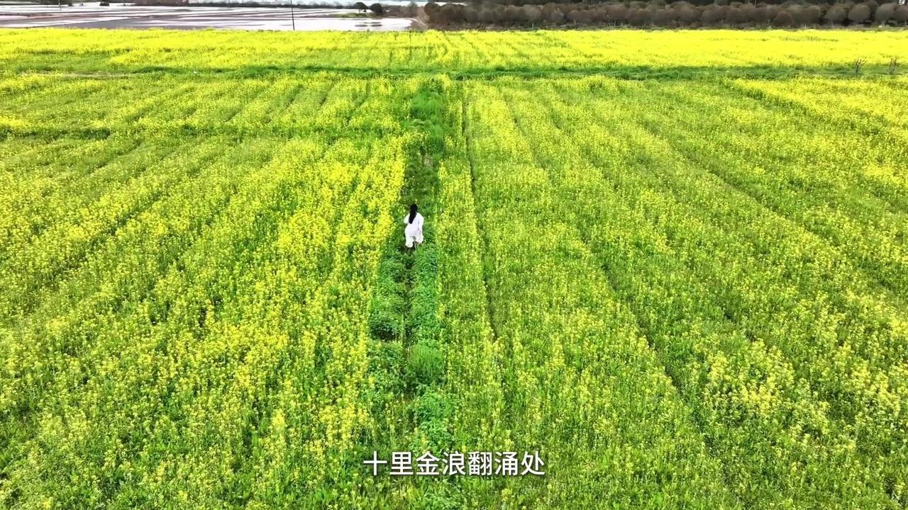 🎆十里惊浪翻涌处，撞见人间好时辰。当象山闲躺的千亩油菜花田，披上明制嫁衣，花田