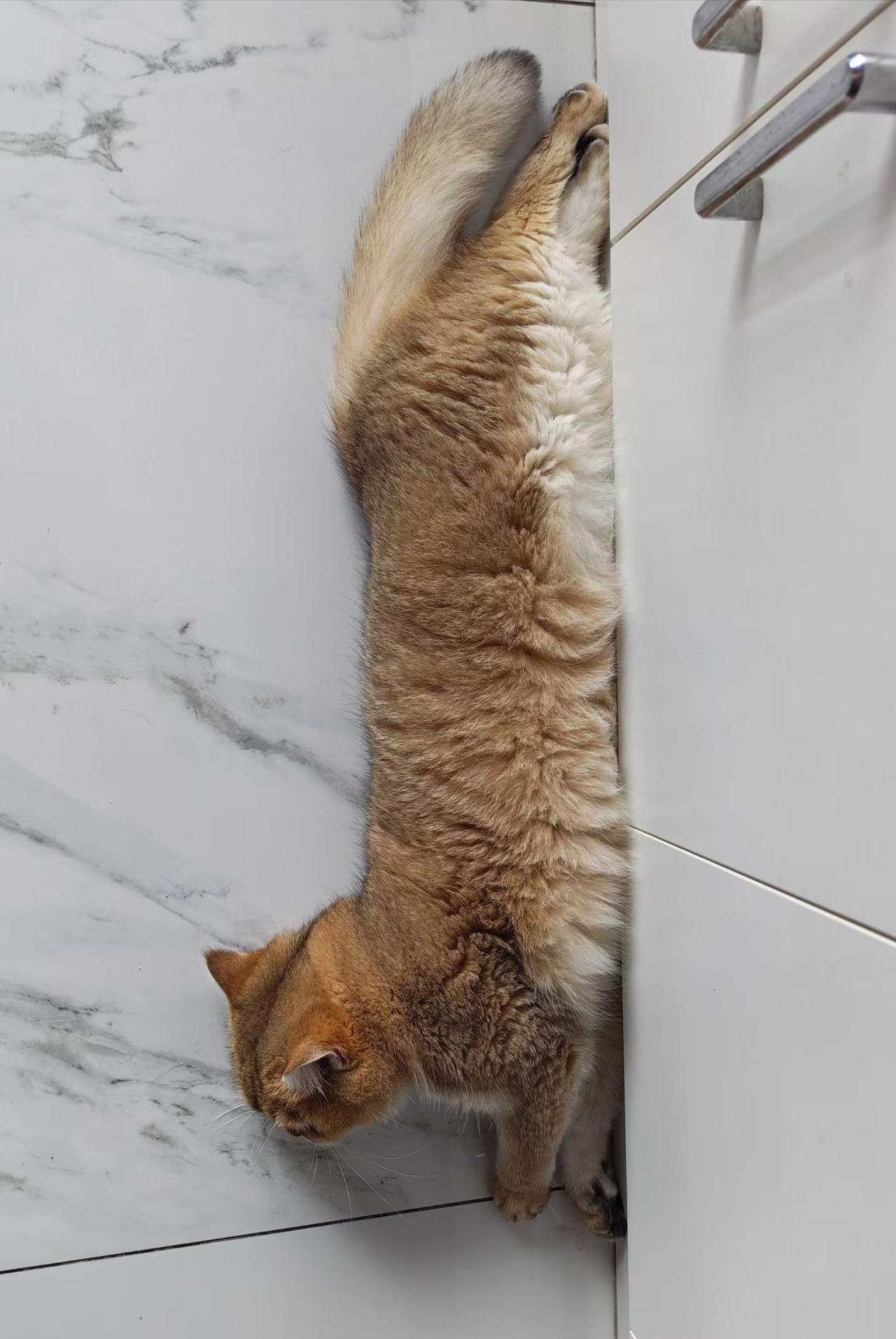 养宠物是一种什么体验养宠物还真的得有耐心和修养，你看我们家的猫咪，自己的小屋不呆