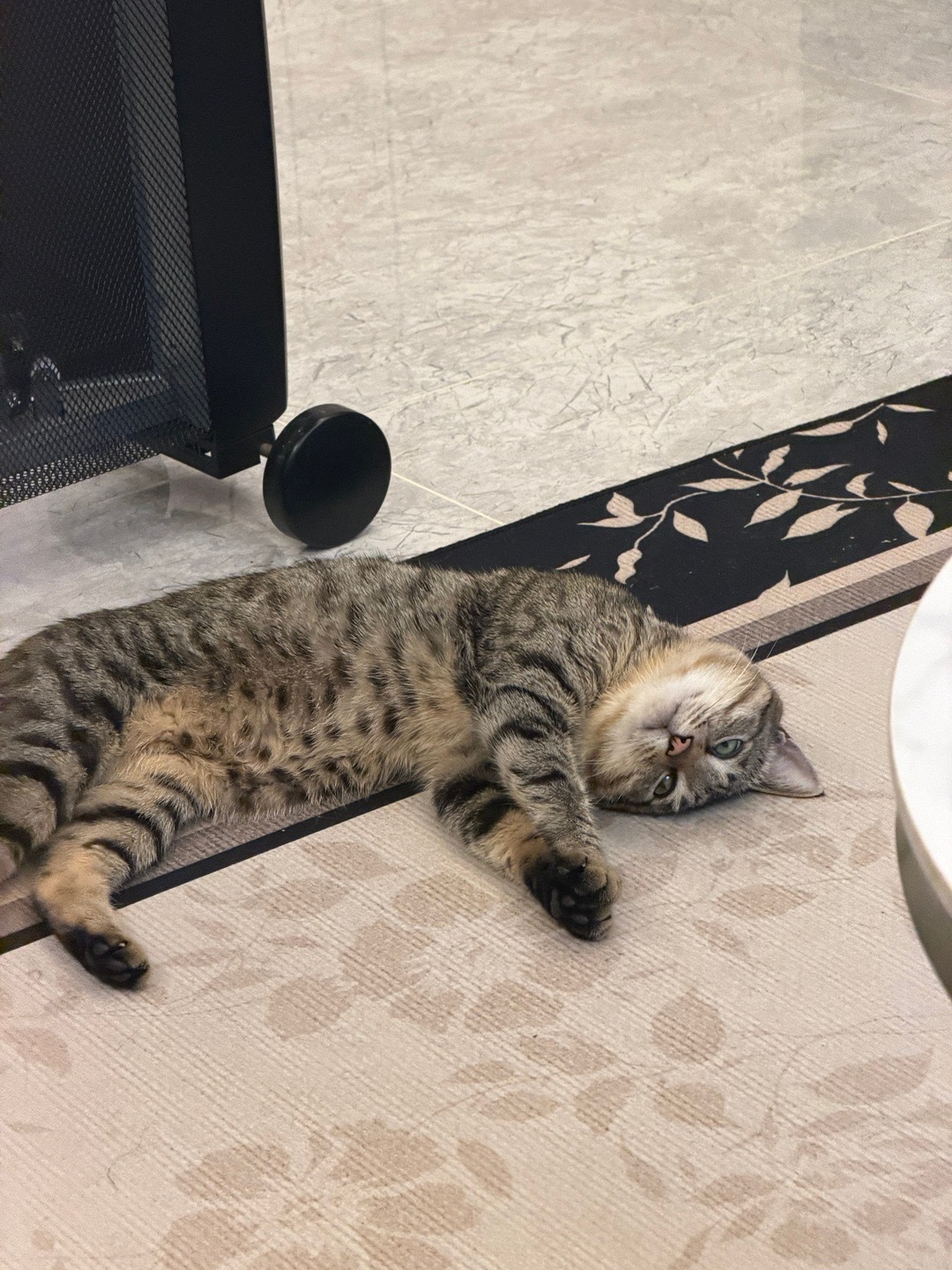 蔡飞虎嘎蛋后就老这个表情 [摊手] ​​​