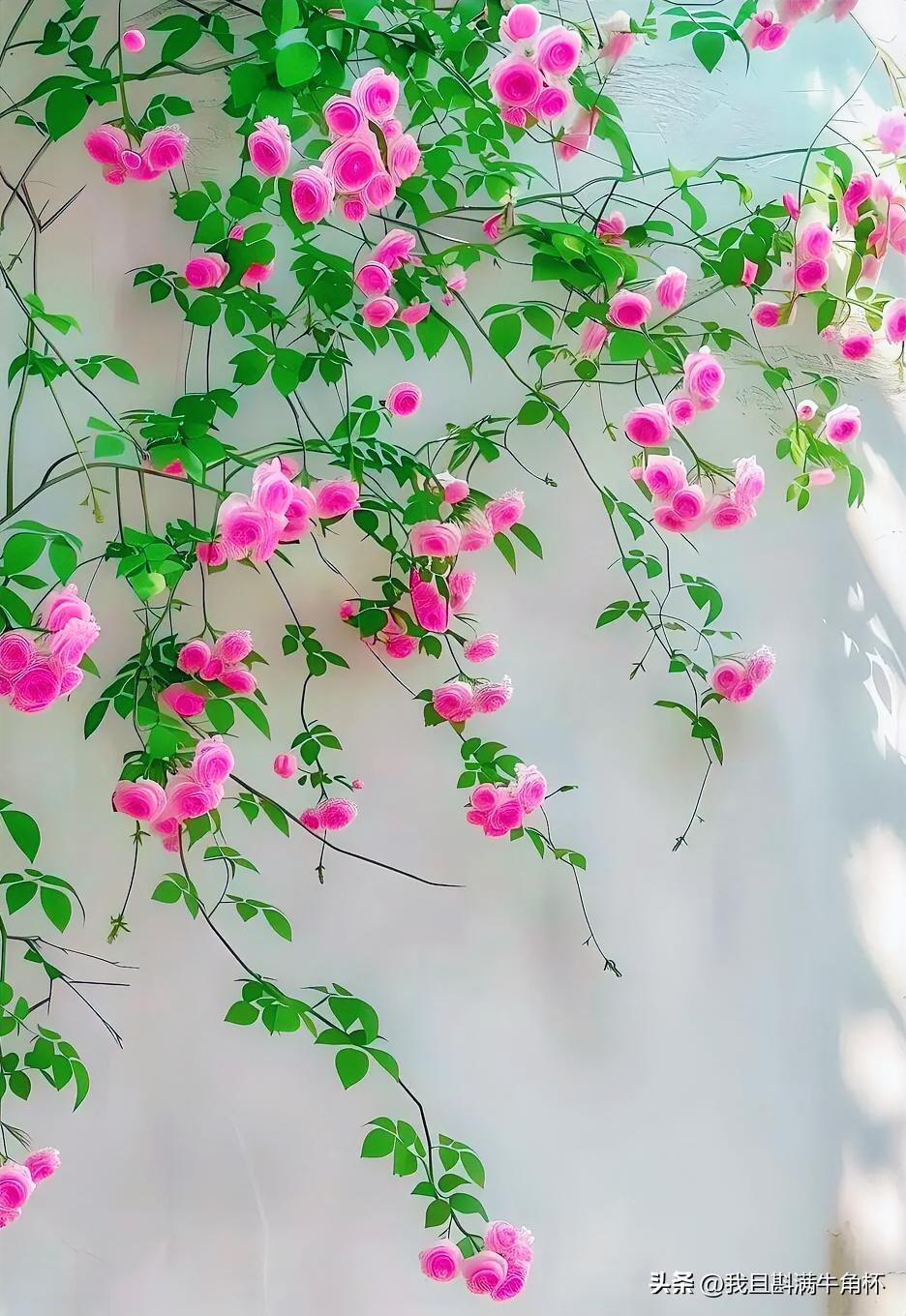 上联：夏日蔷薇光照影
下联：有请雅士[玫瑰][玫瑰][玫瑰]