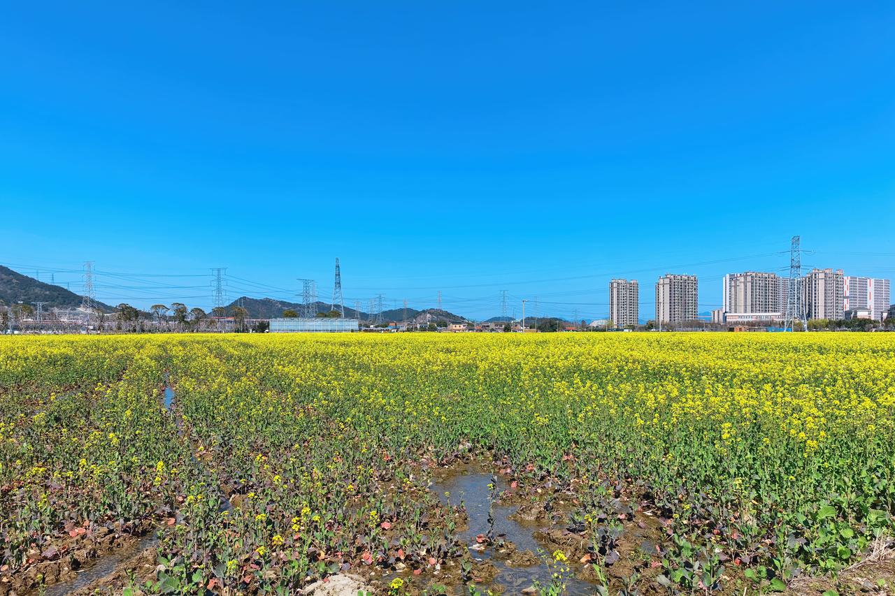 春天来喽，该出来拍照打卡咯！
北仑千亩方田