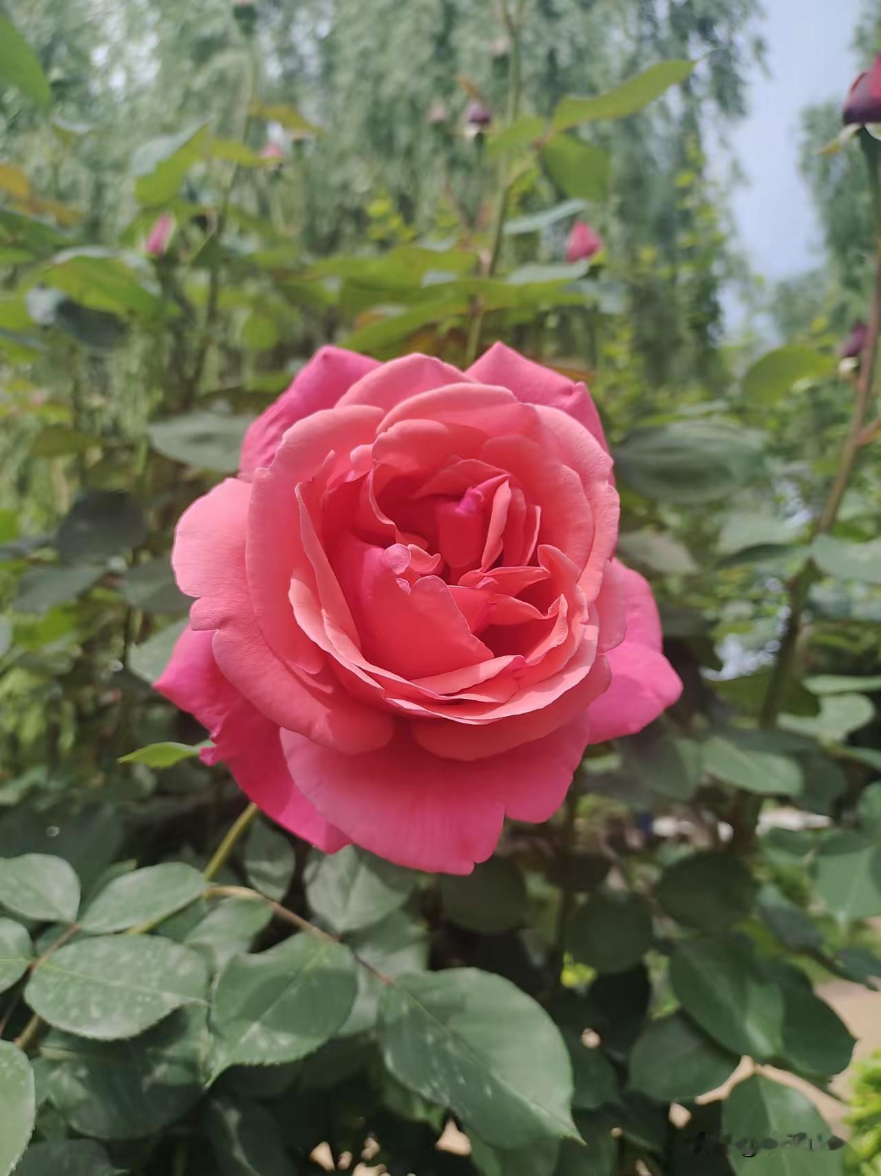 发一张你相册最近拍的花