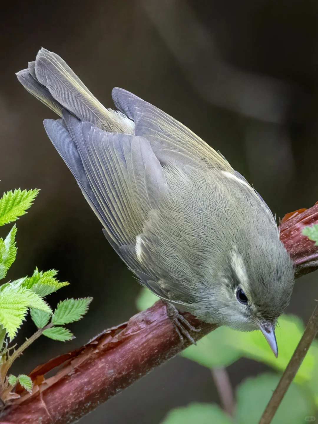 淡眉柳莺的叫声很独特
