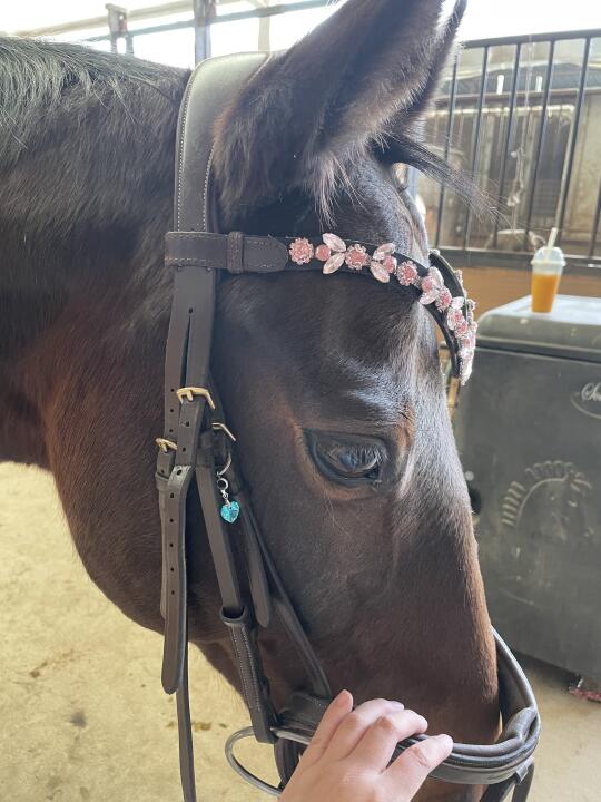 情人节和小马过💞